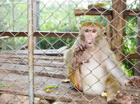 Animal enclosure design