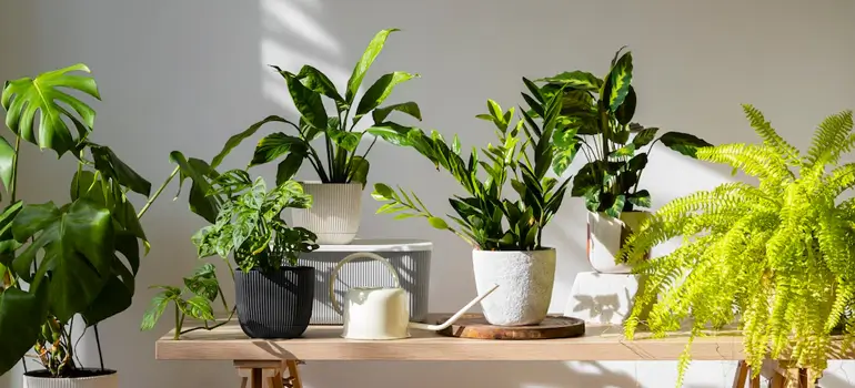 Lush greenery indoors