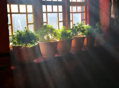 Natural light use